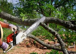 Best Tree Maintenance Programs  in Oostburg, WI