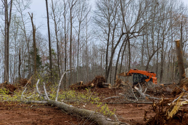 Best Tree and Shrub Care  in Oostburg, WI