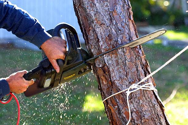 Best Tree Preservation Services  in Oostburg, WI