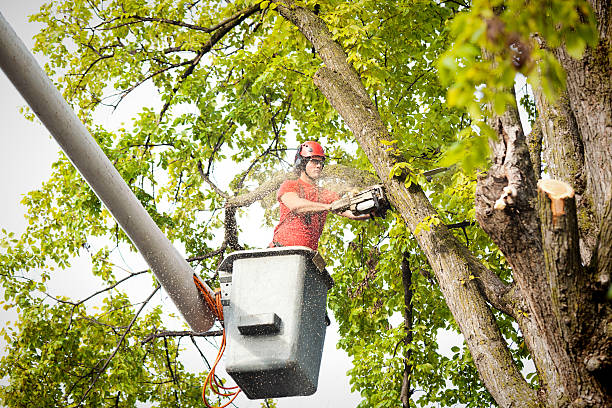 Best Palm Tree Trimming  in Oostburg, WI