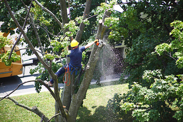 Best Tree Disease Treatment  in Oostburg, WI