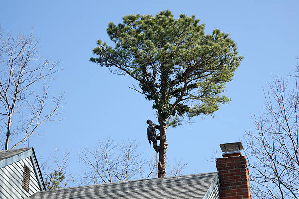 Best Tree Mulching  in Oostburg, WI